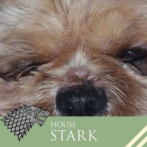 Meet your Posher, Forrest